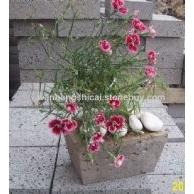 火山巖花盆