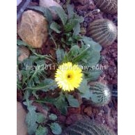 無土栽培專用火山巖