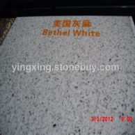 美国灰麻 (2)