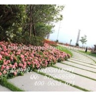 五蓮花鋪路石